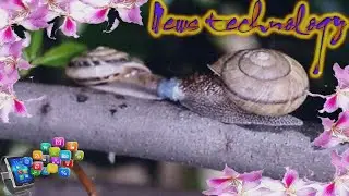 News Techcology -  Snails can twist their genitals to mate face to face