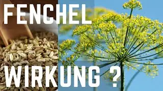 Fenchel &ndash; Wirkung auf Verdauung, Atemwege und Hormone - Was wirklich belegt ist