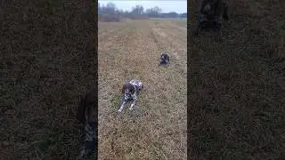 Szczeniaki wyżły warują na odległość