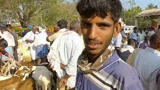 Rate of goats in Kallur santhe