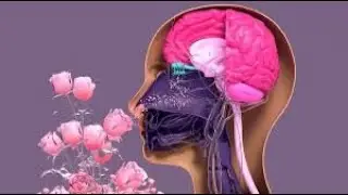 Did You Know? The Human Nose Can Detect Emotions.