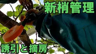 新梢管理。【誘引と摘房】
