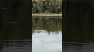 двойная поклевка  #рыбалка #асмр #поклевка #клев #asmr #fishingasmr #fishing