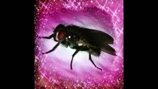 AYESHA EROTICA TYPE BEAT - “FLY”