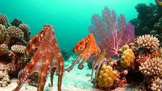 free copyright green screen of octopus swimming in the sea, #greenscreen #greenscreenoctopus