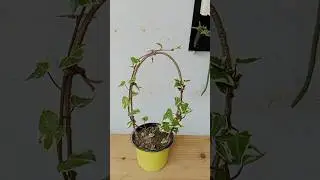Make your own ivy topiary in minutes using a wire, rope and a small ivy plant #plants #gardening