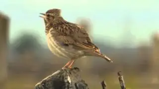 Triluri...de Ciocarlie la C&acirc;ndești