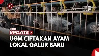UGM Ciptakan Ayam Lokal Galur Baru Lewat Persilangan