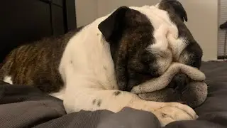 A TIP TO YOU ENGLISH BULLDOG OWNERS GUYS! #englishbulldogs #vlogtober #stubborndog #wonttakemedicine