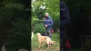 Aufmerksamkeit bei Hundebegegnungen #Hundetraining