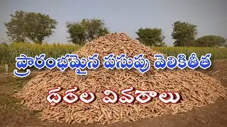 Turmeric extraction process has begun.. Price details