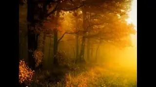 In the Deep Forest