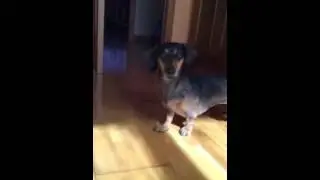 Cannelle el teckel monopolizando la pelota