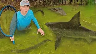 Я нашёл пруд, кишащий огромными акулами!