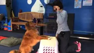 Rusty engages in targeted strength training with A Well Adjusted Pet
