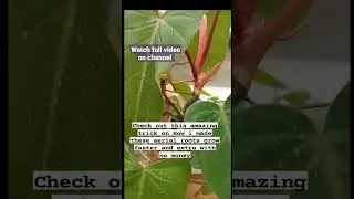 aerial roots helps plant grow faster so heath of aerial roots is equally important.