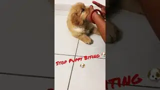 Stop Puppy Biting!!