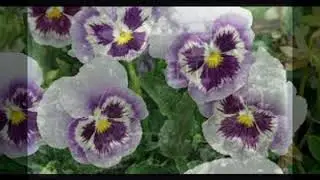 The Garden by moonlight by Amy Lowell read by Ted Fletcher