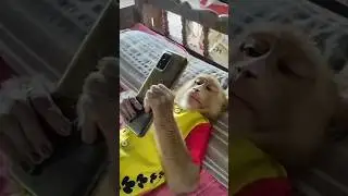 monkey looking shorts videos  @chiks-@Bollywoodpe charcha#shorts #chhotudada  #mrindianhacker#viral