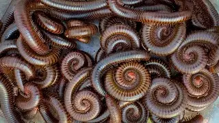 Dangerous Millipede Caught Near Hidden Temple in Forest