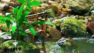 今彩539 1月21日 | 共享 39預測 今天 | 3支全開 阿憲539  #soundwaterrelaxing