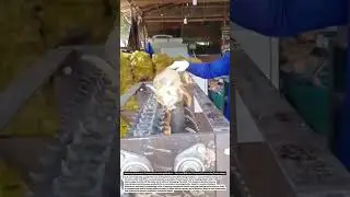 Amazing Automatic Coconut Dehusking Machine &ndash; Fast and Efficient Coconut Processing Technology!.