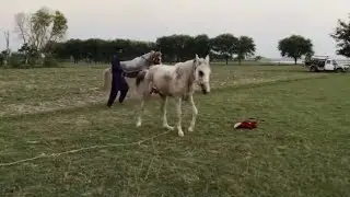 Horse Mating Power 🐎🔥 | Most Powerful Stallion Breeding Moments Ever!