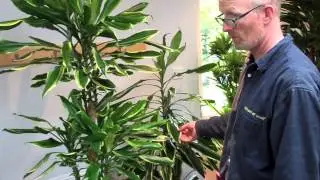Where to place you office plants by Nature at Work