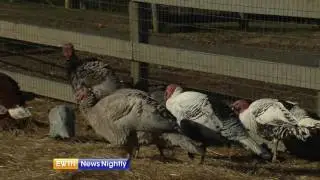 A Visit to an Old-Fashioned Turkey Farm