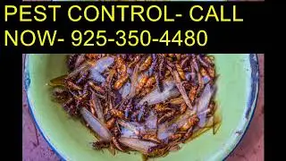 Call (925)350 4480 House Spider Control Clovis CA