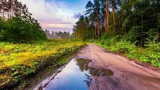 Beautiful Morning Summer Forest After Rain  Soothing Birdsong for Sleep  20Mins