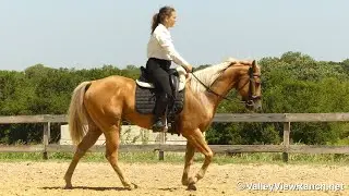 Jack Bibb - walk, trot, canter, transitions! - ValleyViewRanch.net