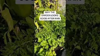 Ever noticed the garden glow after rain? #gardenafterrain