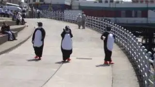 Penguins on Blackpool beach - Blackpool Zoo