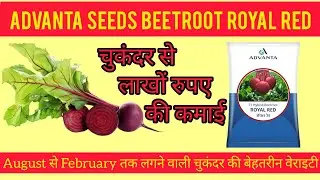 Advanta seeds beetroot royal red. 