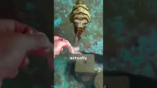 Why Is Squid Ink So Hard To Clean?