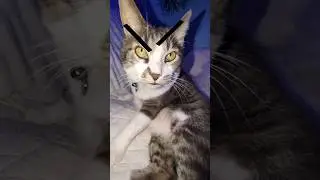 mama may I have cookie?