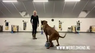 Wereldhond Trainingen met Jean - Rhodesian Ridgeback 3 jaar