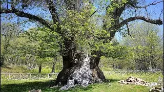 Esperienza in Calabria | Escursione a cavallo nel Parco nazionale della Sila| to do in Calabria
