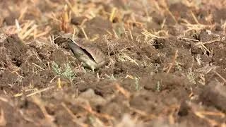 Sociable lapwing (Critically endangered)