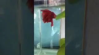 How to Treat Hole in the Head in Betta Fish Fast