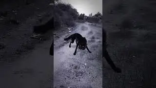 #wolf #horrorstories #horror #scary #cat #trendingshorts