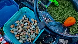 Christmas Day White Acres 4c .Carpon Garlic Mussels