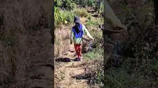 Vawiin chu Ground Apple cho ang aw
