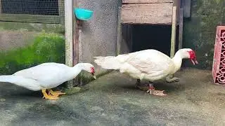 Entok Jumbo Betina Panjang 77 CM Dan Jantan Panjang 101 CM. 