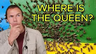 Want to Witness a RARE Bee Swarm? Watch This Footage Now