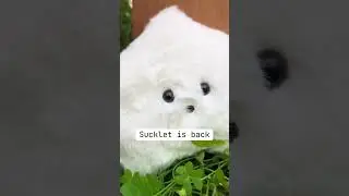 Sucklet is back!