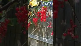 Мой день 04.07  #деньсомной #holiday#summer #vlog #adayinmylife#weekend