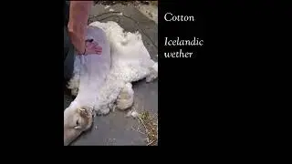 Sheep Shearing at Horse 'n' Round Studio, Fall 2022