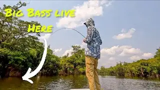 A True Brazilian JUNGLE ADVENTURE!